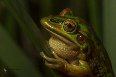 green_and_gold_bell_frog