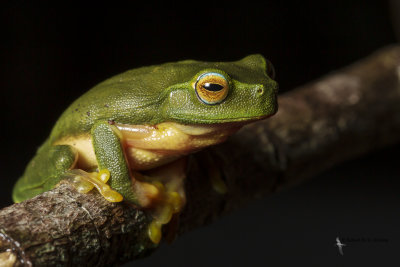 Graceful tree frog