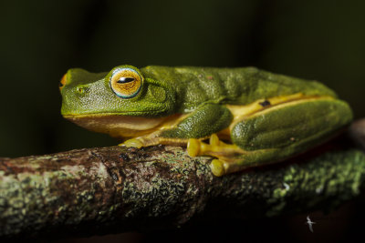 graceful_tree_frog