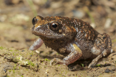 Smooth Toadlet 