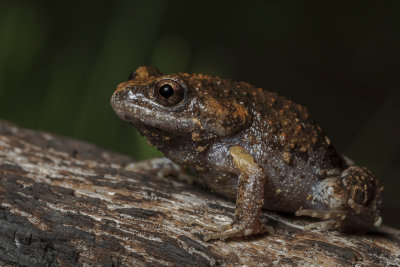 Smooth Toadlet 