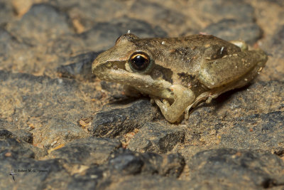 Broad-palmed Frog 