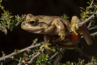 Heath tree frog