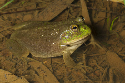 Eastern water-holding frog