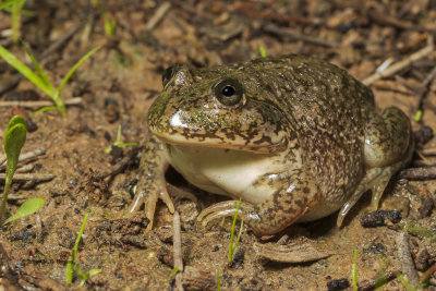eastern_water-holding_frog