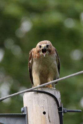 Red Tail Hawks