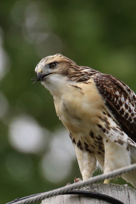 Red Tail Hawks