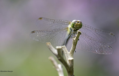 Libellules - Dragonflys