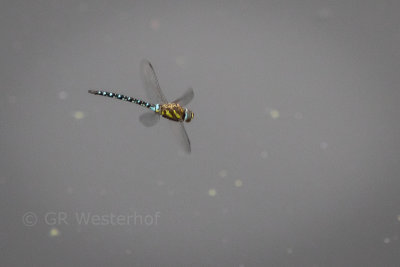 Paardenbijter - Migrant hawker