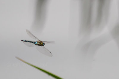Paardenbijter - Migrant hawker