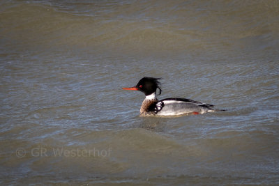 Middelste zaagbek - Red-breasted Merganser