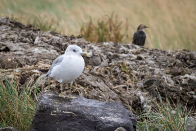 Stormmeeuw - Common Gull