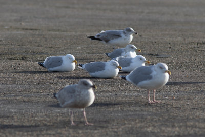 Zilvermeeuw - Herring Gull