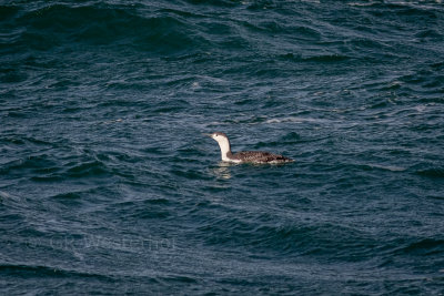 Roodkeelduiker - Red-throated Loon