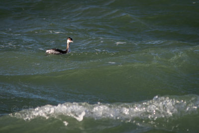 Kuifduiker - Horned grebe