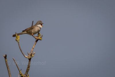 Grasmus - Common Whitethroat