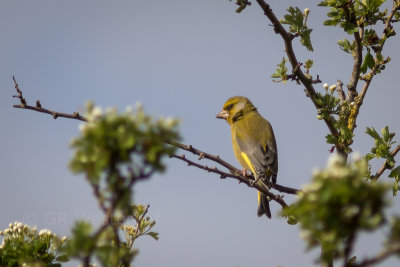 Groenling - European Greenfinch