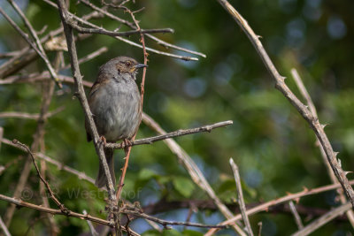 Heggemus - Dunnock