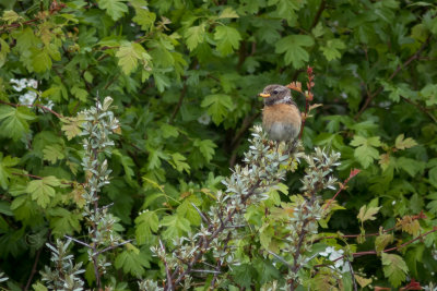 Roodborsttapuit - Stonechat
