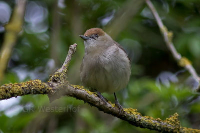Zwartkop - Blackcap