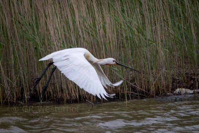 Lepelaar - Spoonbill