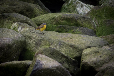 Gele Kwikstaart - Blue-headed Wagtail
