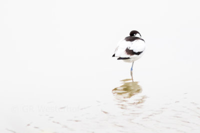 Kluut - Pied Avocet