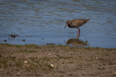 Tureluur - Redshank