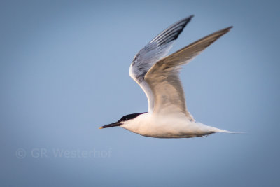 Grote Stern - Sandwich Tern