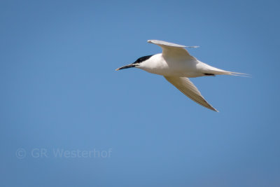 Grote Stern - Sandwich Tern