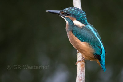 IJsvogel - Kingfisher