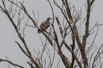 Zeearend - White-tailed Eagle