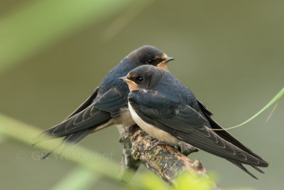 Boerenzwaluw - Swallow