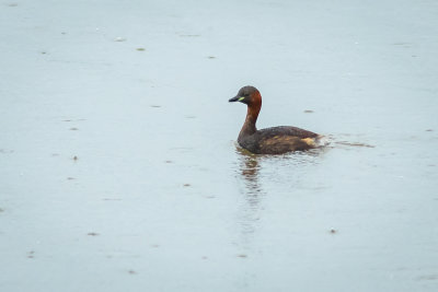 Dodaars - Little Grebe