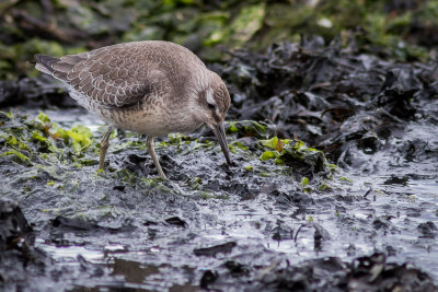 Kanoet - Red Knot