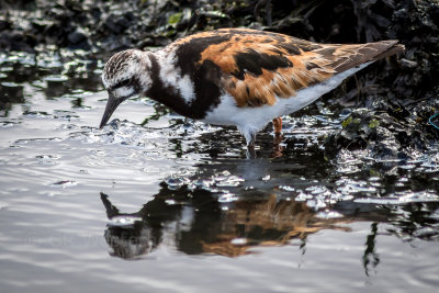 Steenloper - Ruddy Turnstone