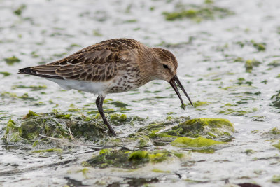 Bonte Strandloper