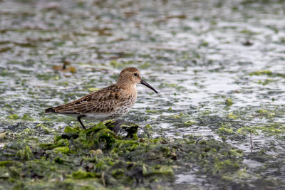 Bonte Strandloper