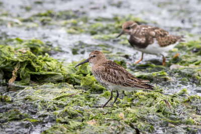 Bonte Strandloper - Dunlin