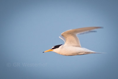 Dwergstern - Little Tern