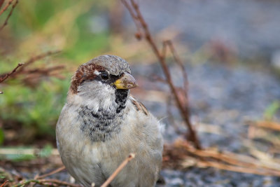 Huismus - House Sparrow