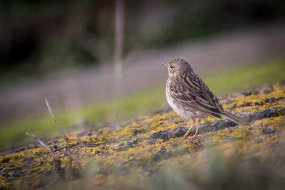 Waterpieper - Water Pipit