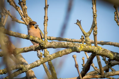 Appelvink - Hawfinch