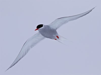 Antarctic Tern Danco Island 2016 I