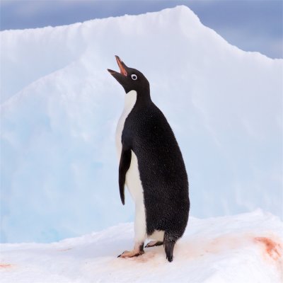 Adlie Penguin