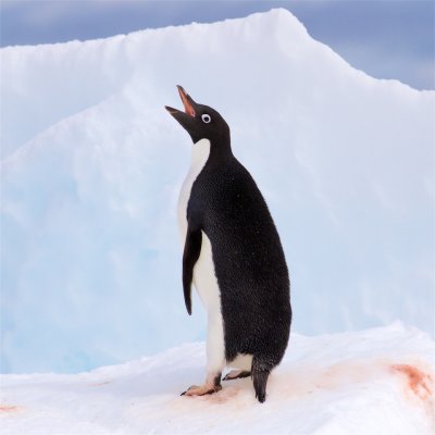 Adélie Penguin