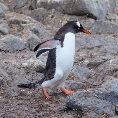 Gentoo Penguin on a Mission II