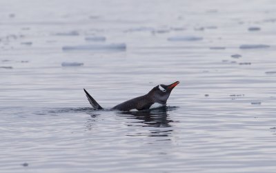 Gentoo Penguin