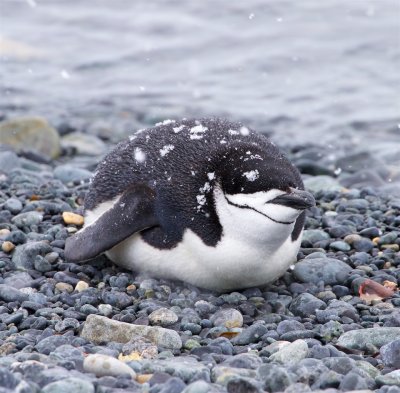 Chinstrap Penguin Half Moon Island, Antarctica