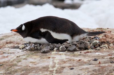 Gentoo Penguin, nesting, Jougla Point Antarctica I
